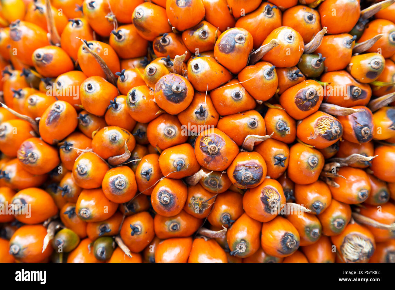 close up fresh palm oil seed in the bunch. african oil palm, Macaw fat (Elaeis guineensis Jacq). agriculture concept, nature background and selective  Stock Photo