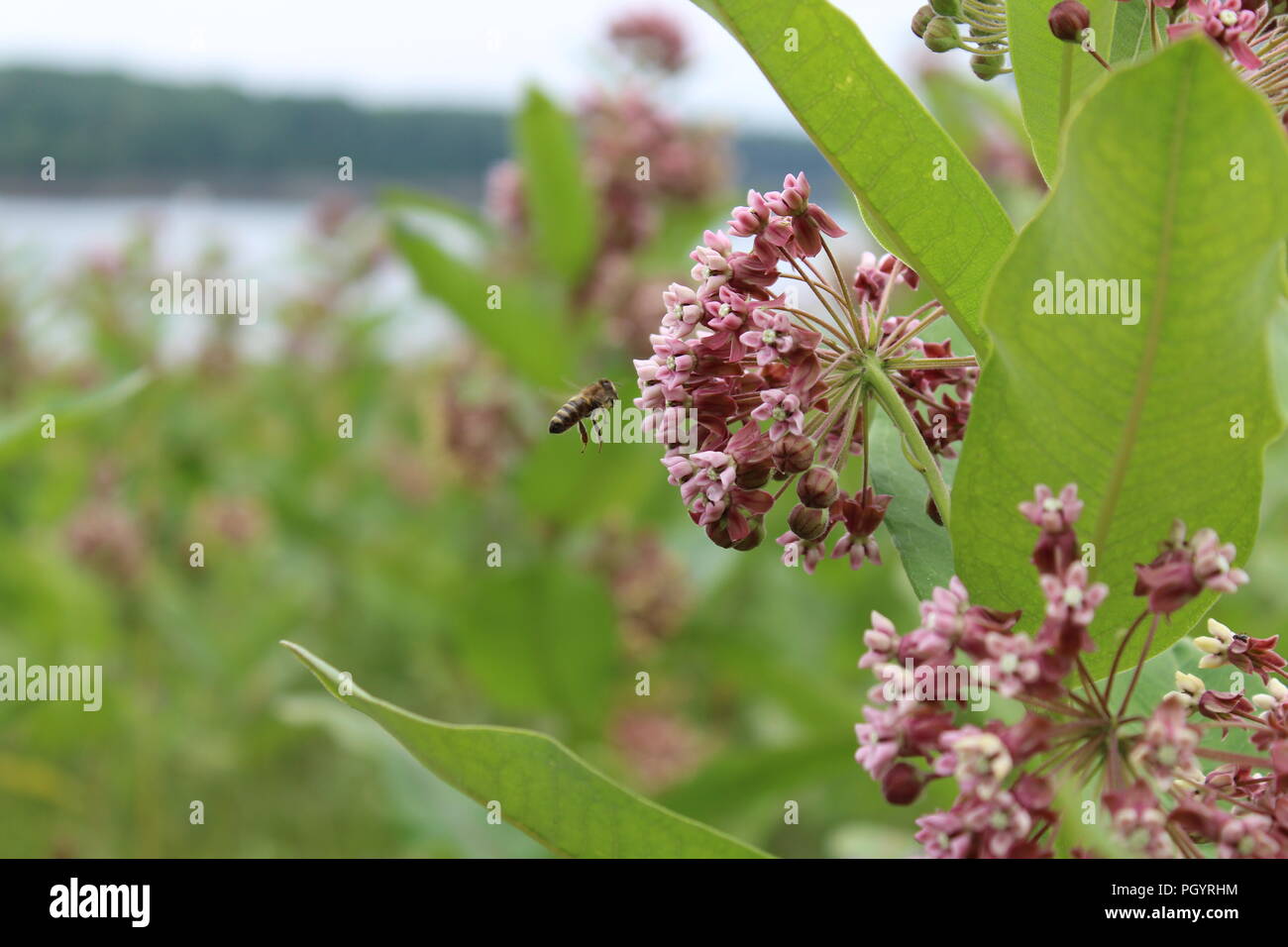 Milk And Honey Stock Photo Alamy