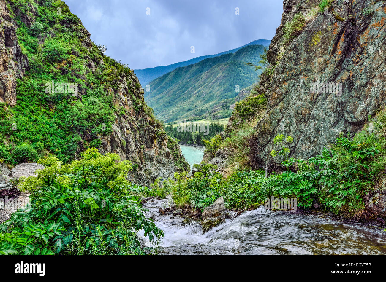 Mountain creek flowing under cliffs of canyon among boulders  into the Katun River  in Altai mountains, Russia - beautiful summer landscape. Beauty of Stock Photo