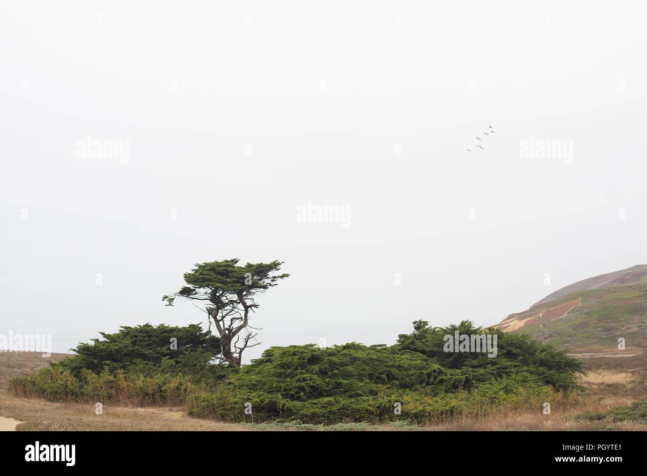 Thick foliage and cypress tree growing at Bodega Head near Bodega Bay