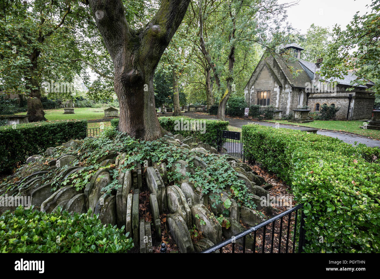 Hardy tree in london hires stock photography and images Alamy