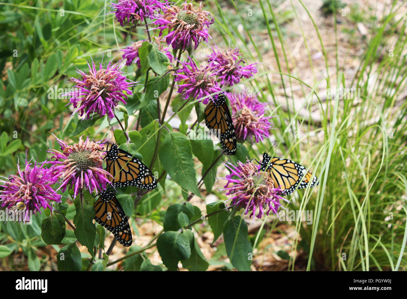 Four Monarch butterflies resting on Bee Balm in a garden in Trevor