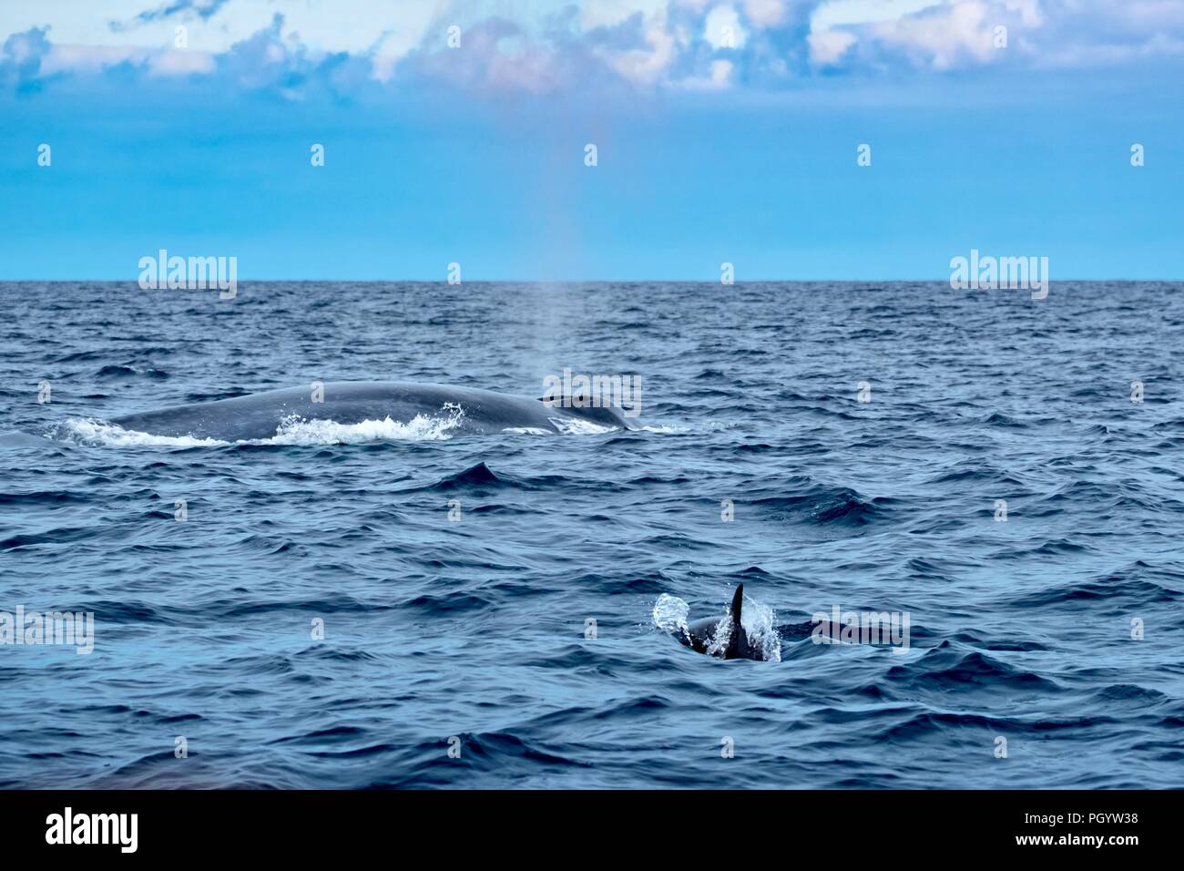 A tiny common dolphin approaches a mighty blue whale Stock Photo