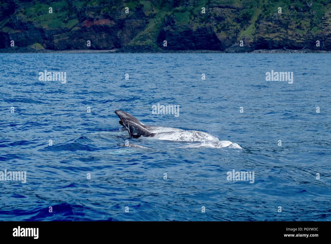 Risso's dolphins scarred from fighting Stock Photo
