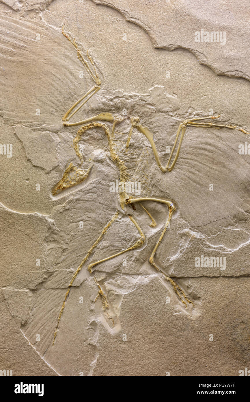 Skeleton of archaeopteryx (Archaeopteryx lithographica), Moscow ...