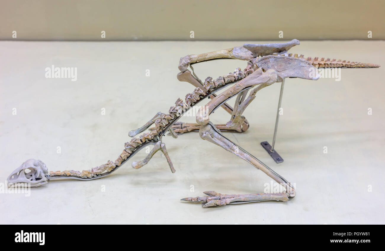 Avimimus portentosus hires stock photography and images Alamy