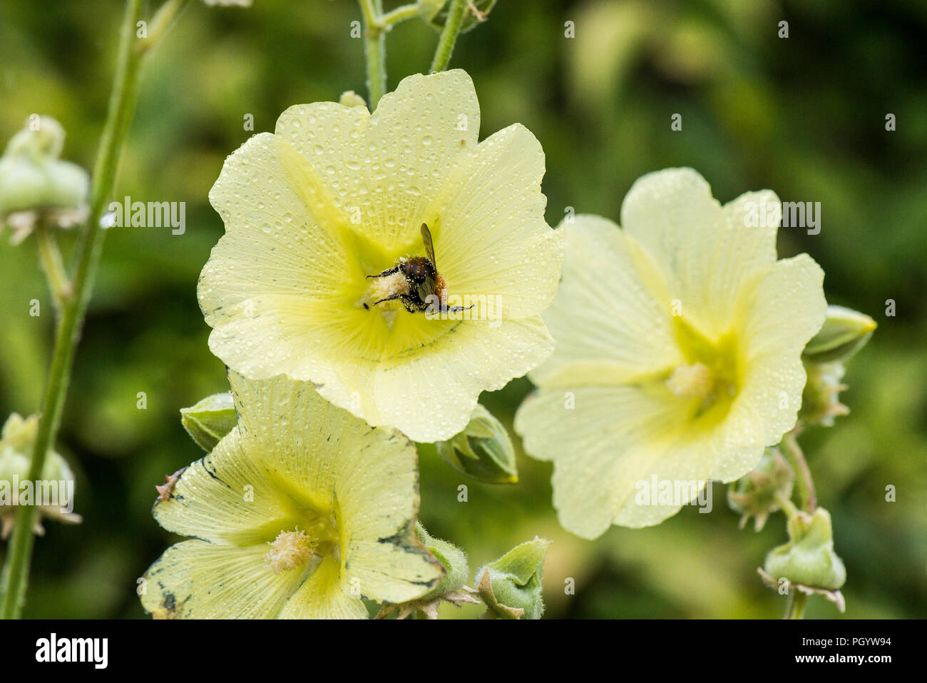 A bumble bee on a  Russian hollyhock (Alcea rugosa) Stock Photo