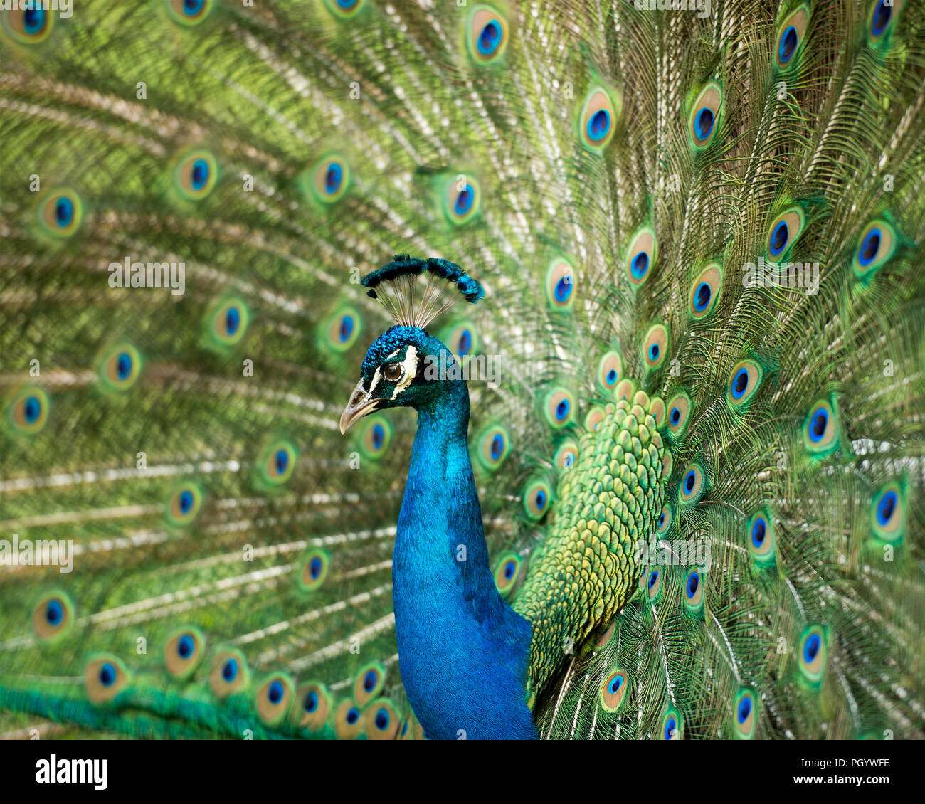 Peacock bird close up displaying its beautiful and colorful blue & green plumage tail with eyespots. Stock Photo