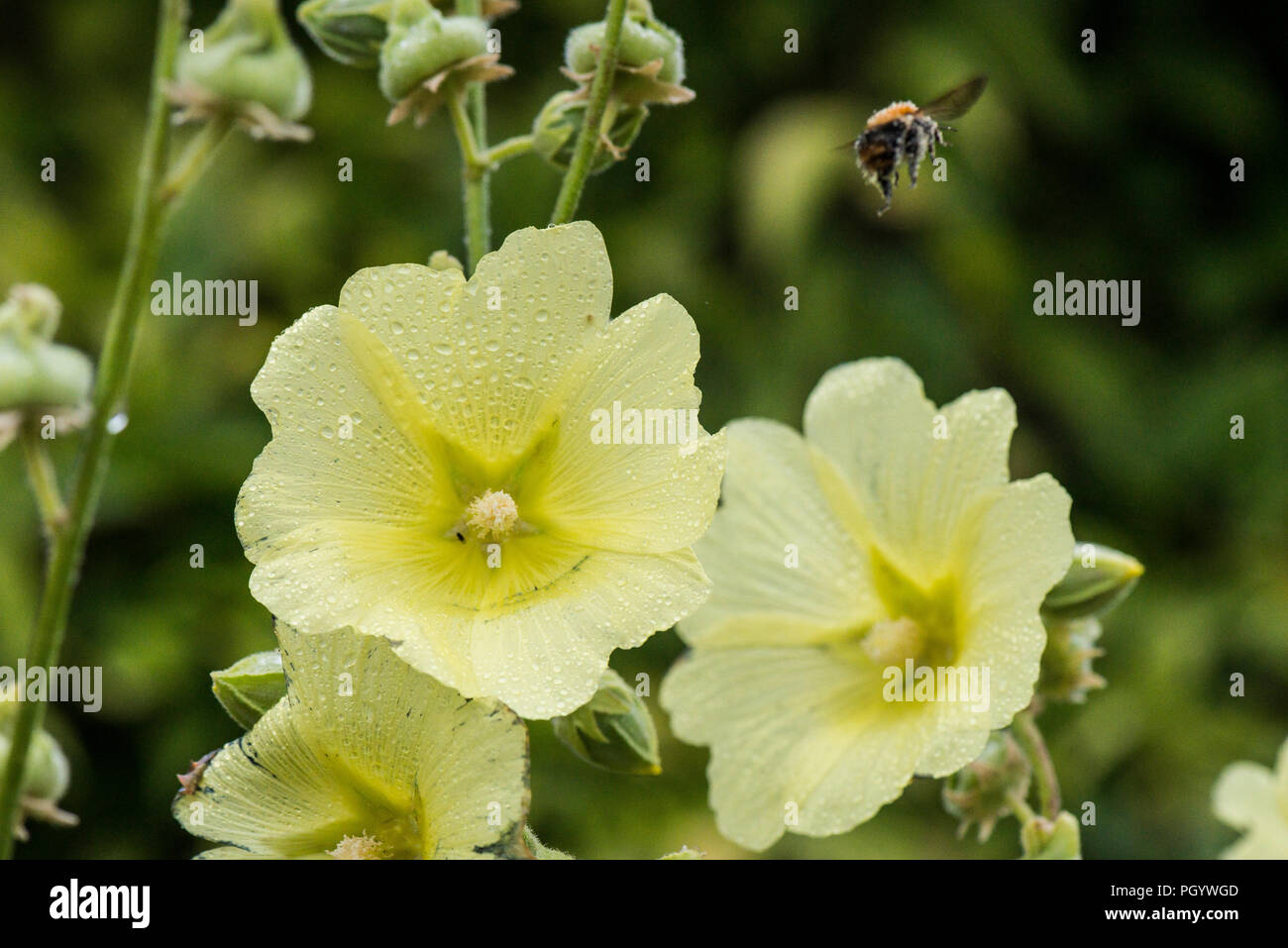 A bumble bee flying away from a Russian hollyhock (Alcea rugosa) Stock Photo