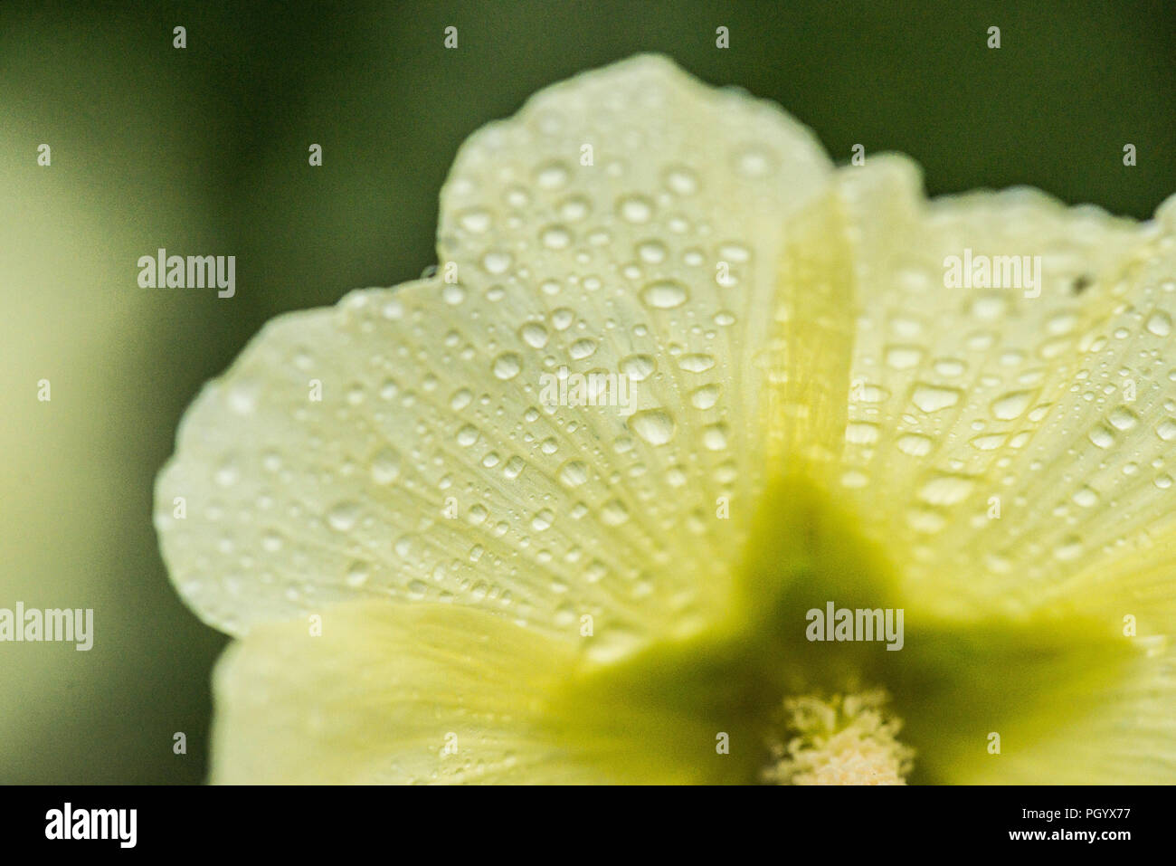 A close up of rain drops on the petals of a Russian hollyhock (Alcea rugosa) Stock Photo