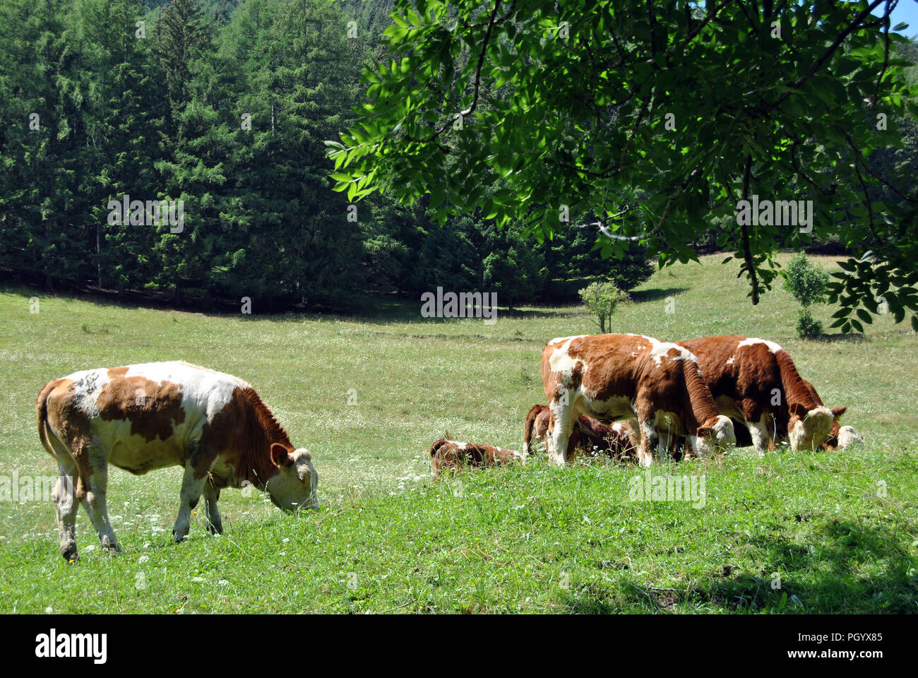 Cattle breeding in Austrian mountains Stock Photo