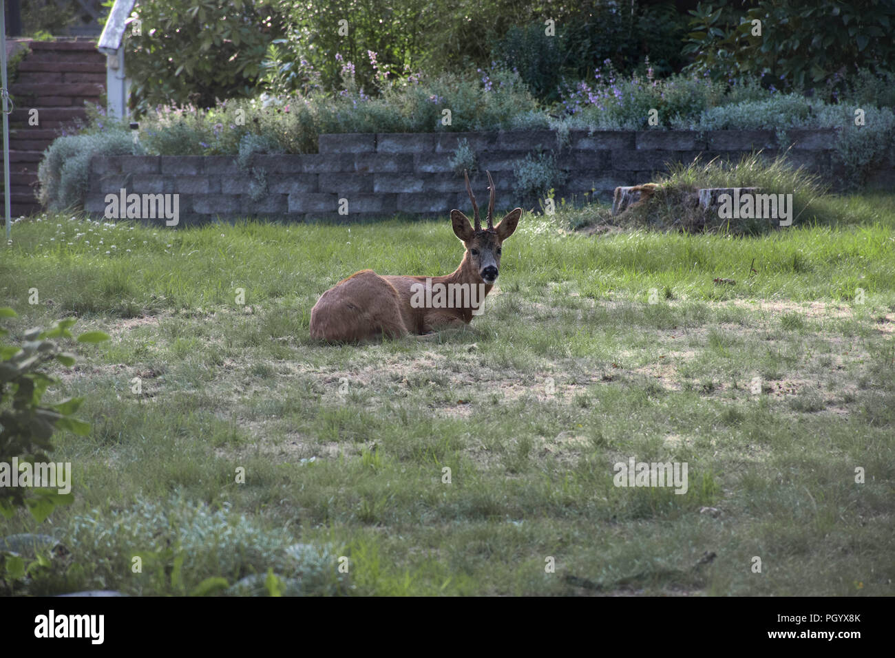 Deer laying down hires stock photography and images Alamy