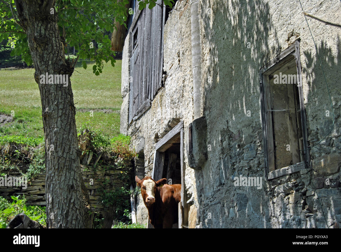 Cattle breeding in Austrian mountains Stock Photo