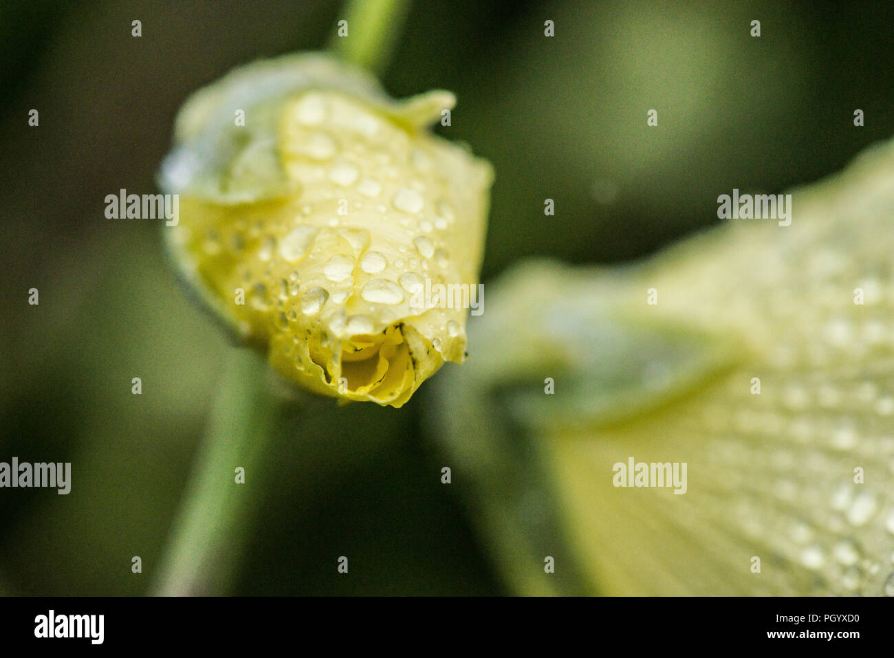 A close up of rain drops on the flower bud of a Russian hollyhock (Alcea rugosa) Stock Photo
