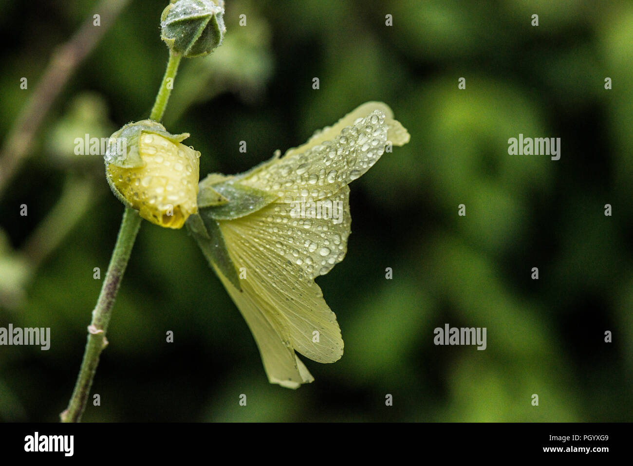 Rain drops on the petals of a Russian hollyhock (Alcea rugosa) Stock Photo