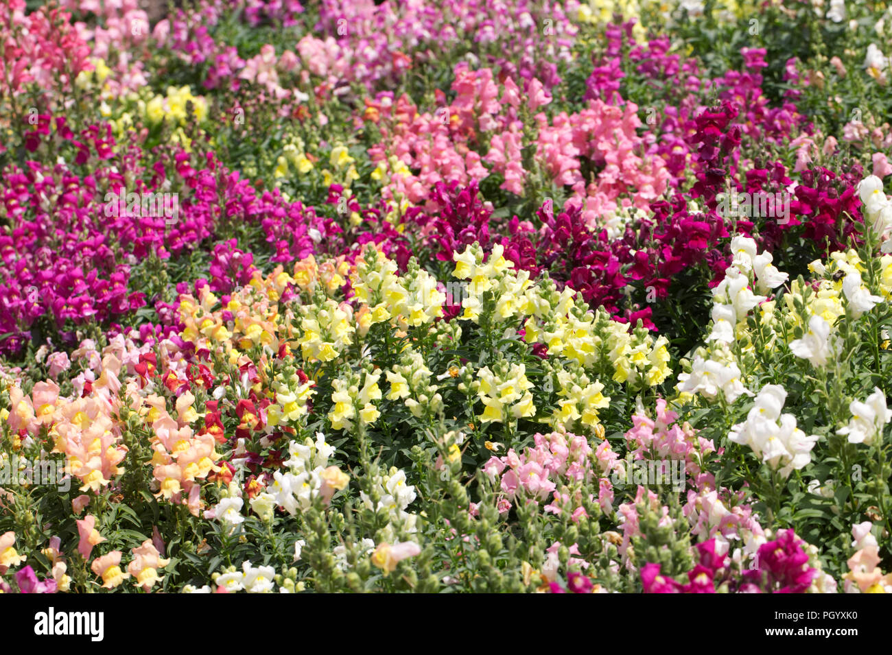 Antirrhinum majus. Colourful Snapdragons. Stock Photo