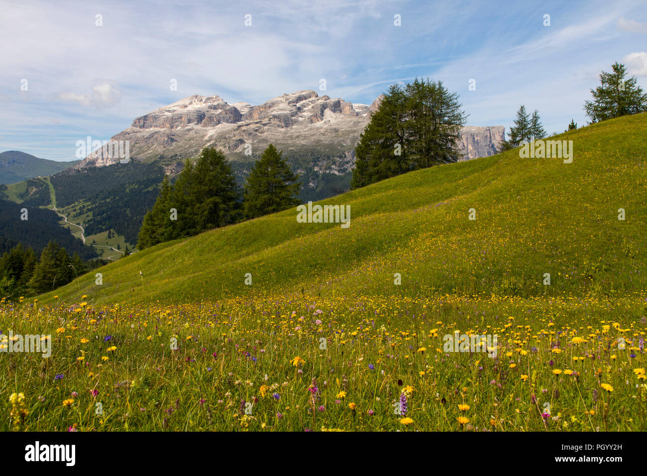 Italy, South Tyrol, Trentino, the Piz La Ila high plateau near Stern / La Villa, mountain meadow, Stock Photo