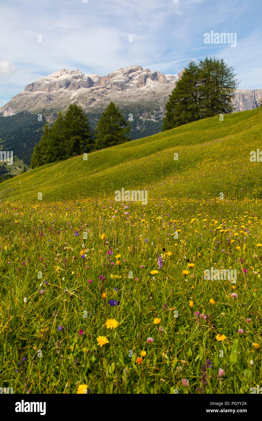 Italy, South Tyrol, Trentino, the Piz La Ila high plateau near Stern / La Villa, mountain meadow, Stock Photo