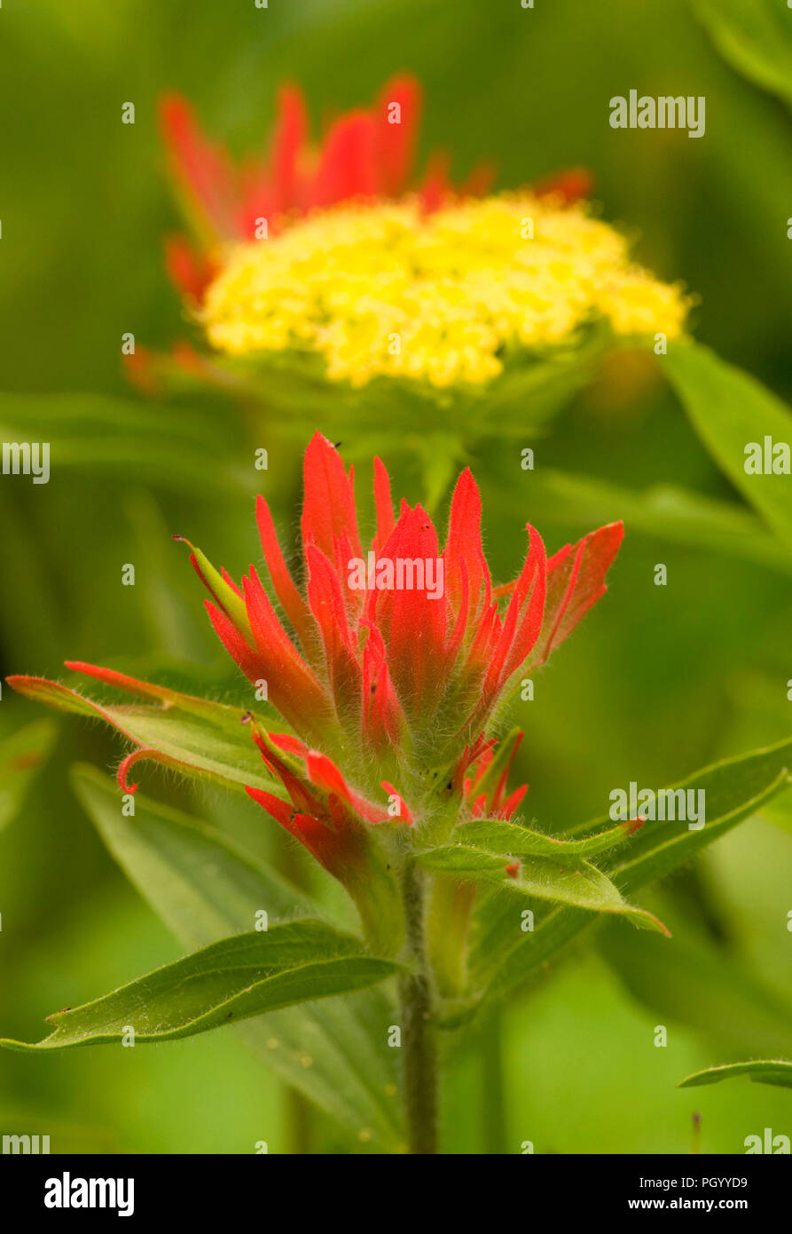 Indian paintbrush with buckwheat along Cliff Lake Trail, Lolo National