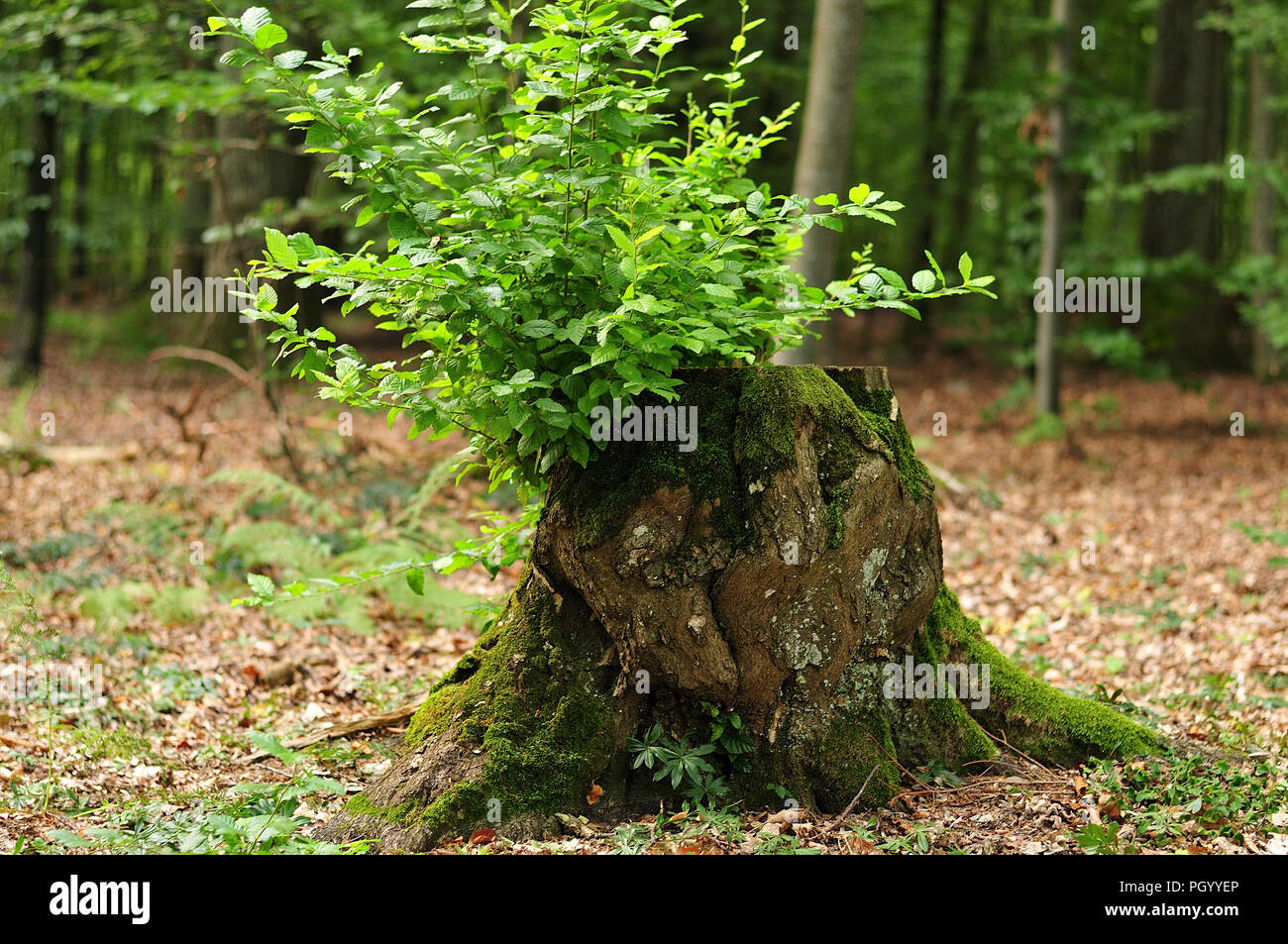 Stump Of A Beech Tree With Fresh Green Branches Growing Out Of It In Summer Forest Stock Photo Alamy