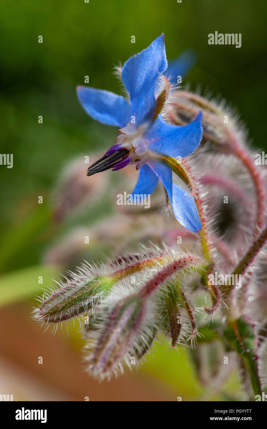 A close up of a Borage officinalis flower head. Stock Photo
