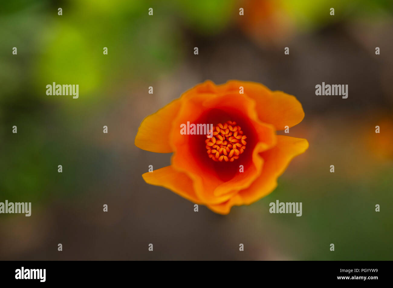 A close up, overhead view of a single California poppy. Stock Photo
