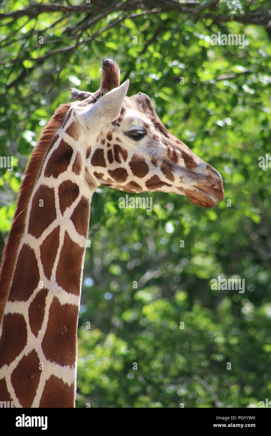 Side profile of a giraffe's head and upper neck Stock Photo Alamy