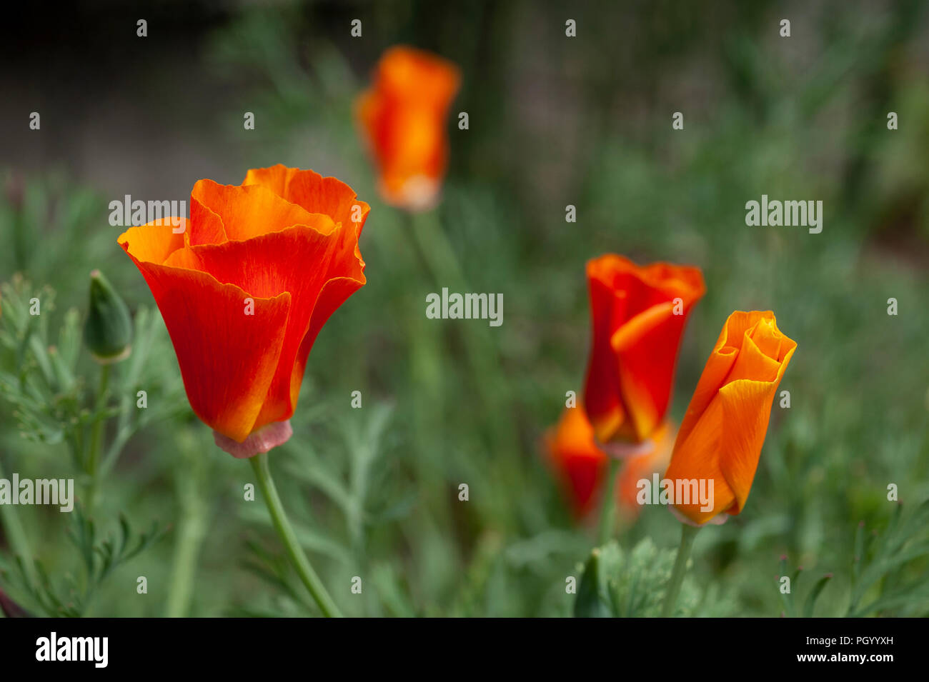 California poppies, the California State flower, in bloom. Stock Photo