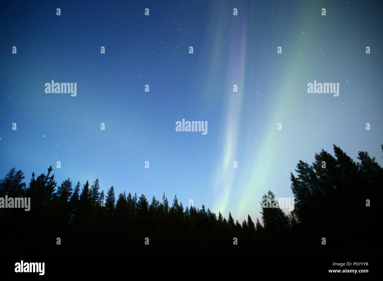 Aurora borealis over forest in northern Sweden Stock Photo - Alamy