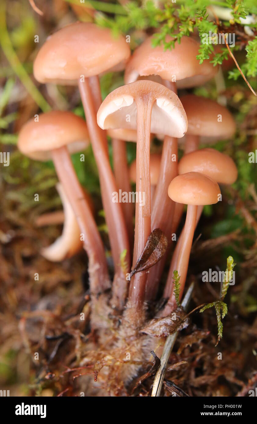 Bunch of the edible mushroom Collybia acervata with cross-section. Stock Photo