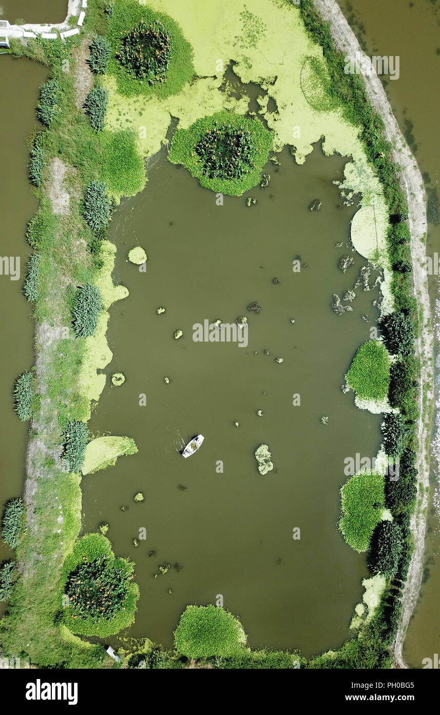 Huzhou, China's Zhejiang Province. 29th Aug, 2018. Staff members clear duckweeds at the tail water processing area in Honglishan Village in Wuxing District of Huzhou City, east China's Zhejiang Province, Aug. 29, 2018. Fishermen here have built tail water processing areas to purify tail water from aquaculture and regulate water purification and discharging. Credit: Weng Xinyang/Xinhua/Alamy Live News Stock Photo