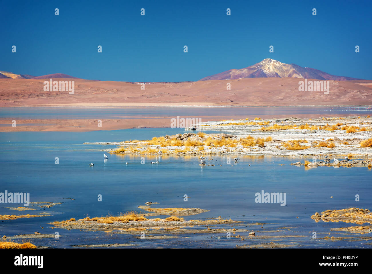Laguna Polques, Sud Lipez province, Potosi, Bolivia Stock Photo
