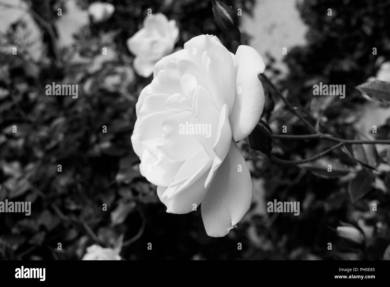 Red rose Black and White Stock Photos & Images - Alamy