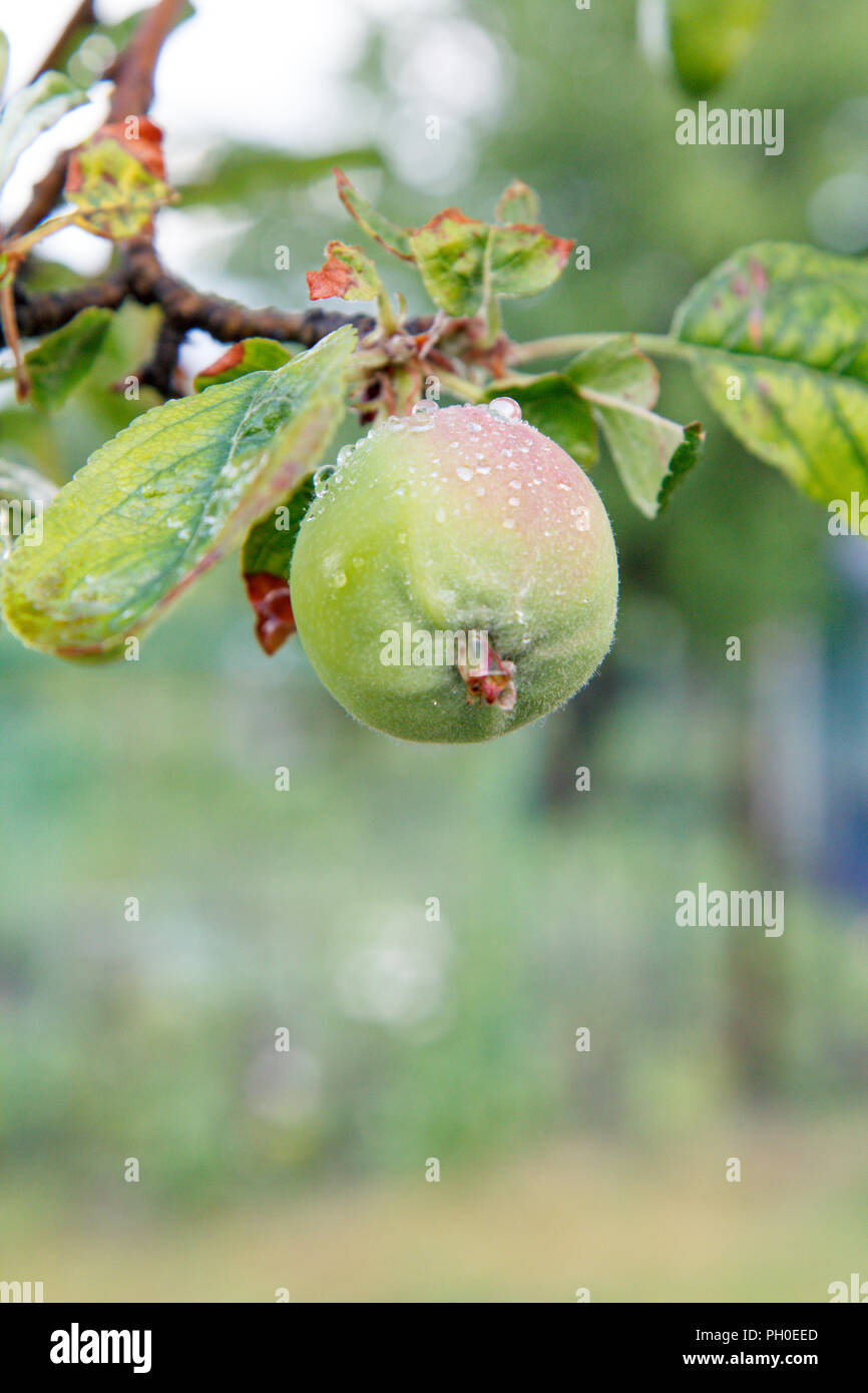 Fruit of immature apple on the branch of tree with leaves affected by fungal disease. Shallow depth of field. Fruit growing in the garden Stock Photo