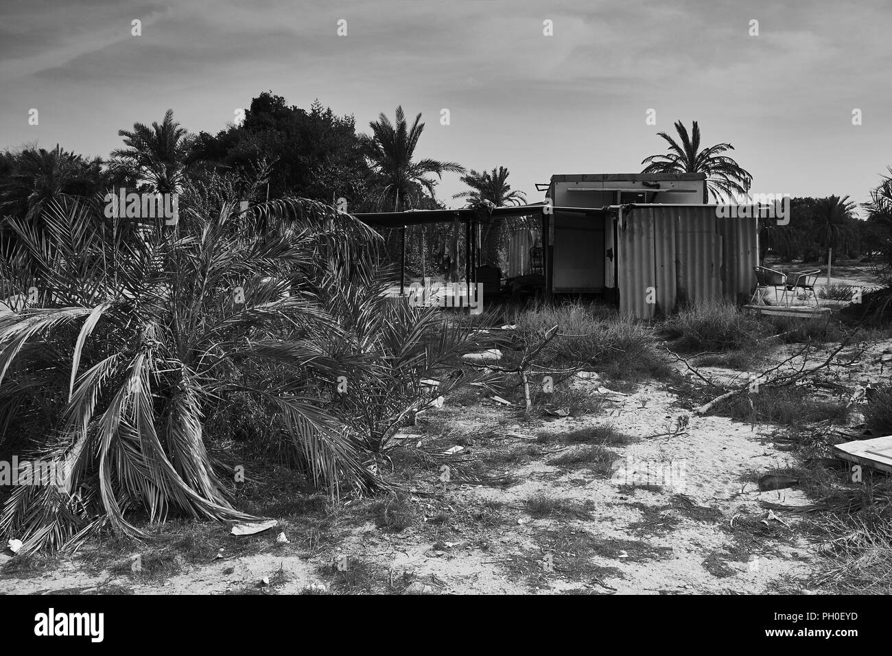 Old date farm in Dubai, UAE. Stock Photo