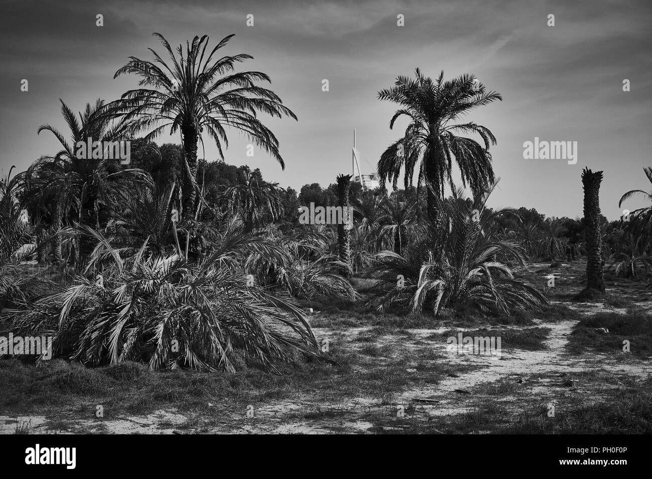 The Burj Al Arab behind palm trees Stock Photo
