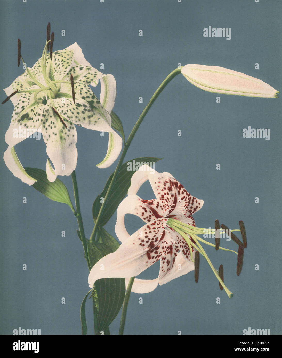 [ 1890s Japan - Lily Flowers ] —   Lily (Kanoko-yuri, lat. Lilium speciosum) by Kazumasa Ogawa.  It was published in 'Japan, Described and Illustrated by the Japanese,' edited by Captain Frank Brinkley and published in 1897 by the J. B. Millet Company.  19th century vintage collotype. Stock Photo
