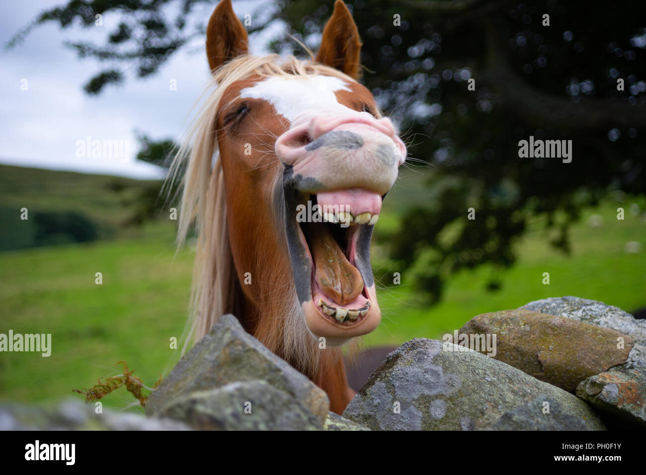 A laughing Horse, I came accross somewhere in Wales. Stock Photo