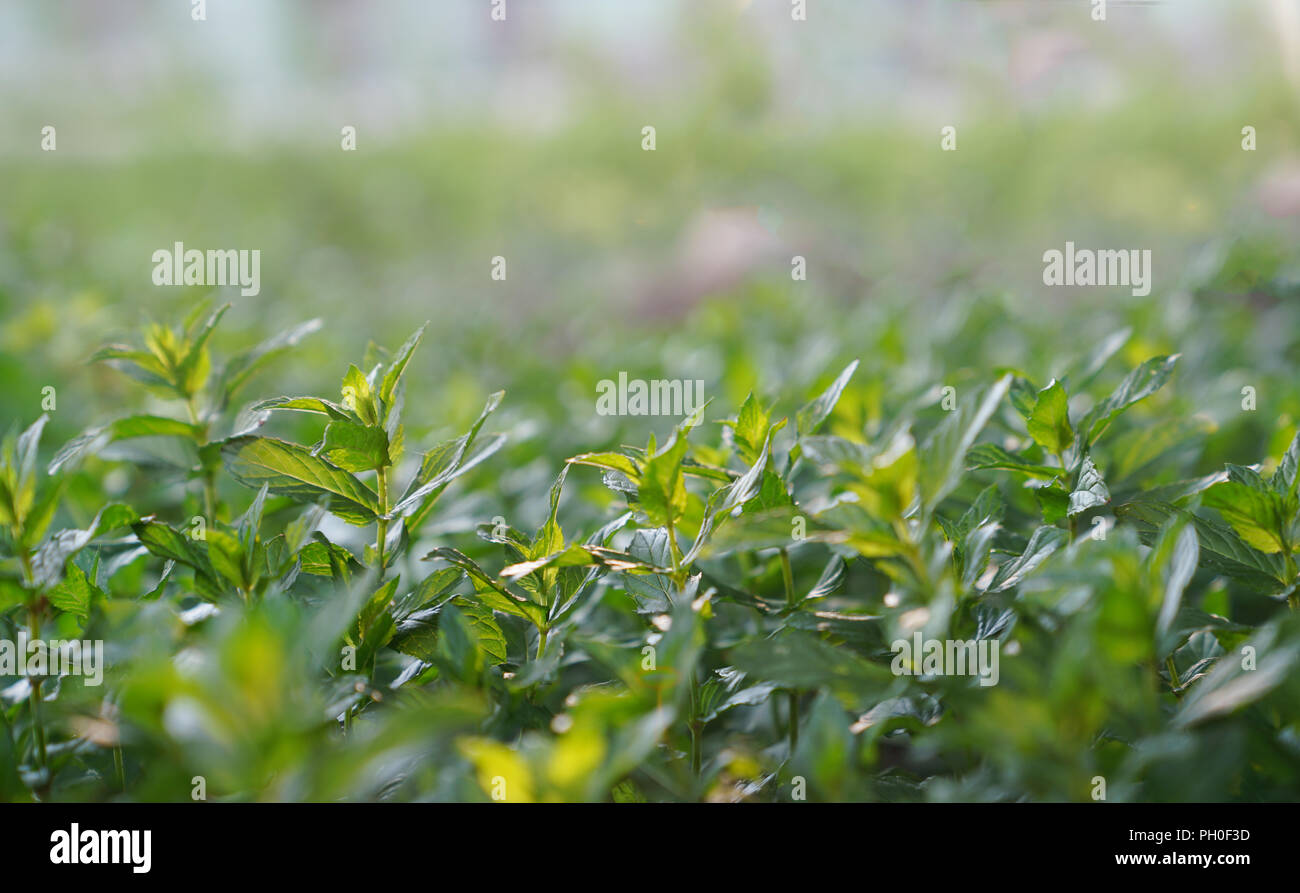 Plant of green mint grows in rays sunlight Stock Photo Alamy