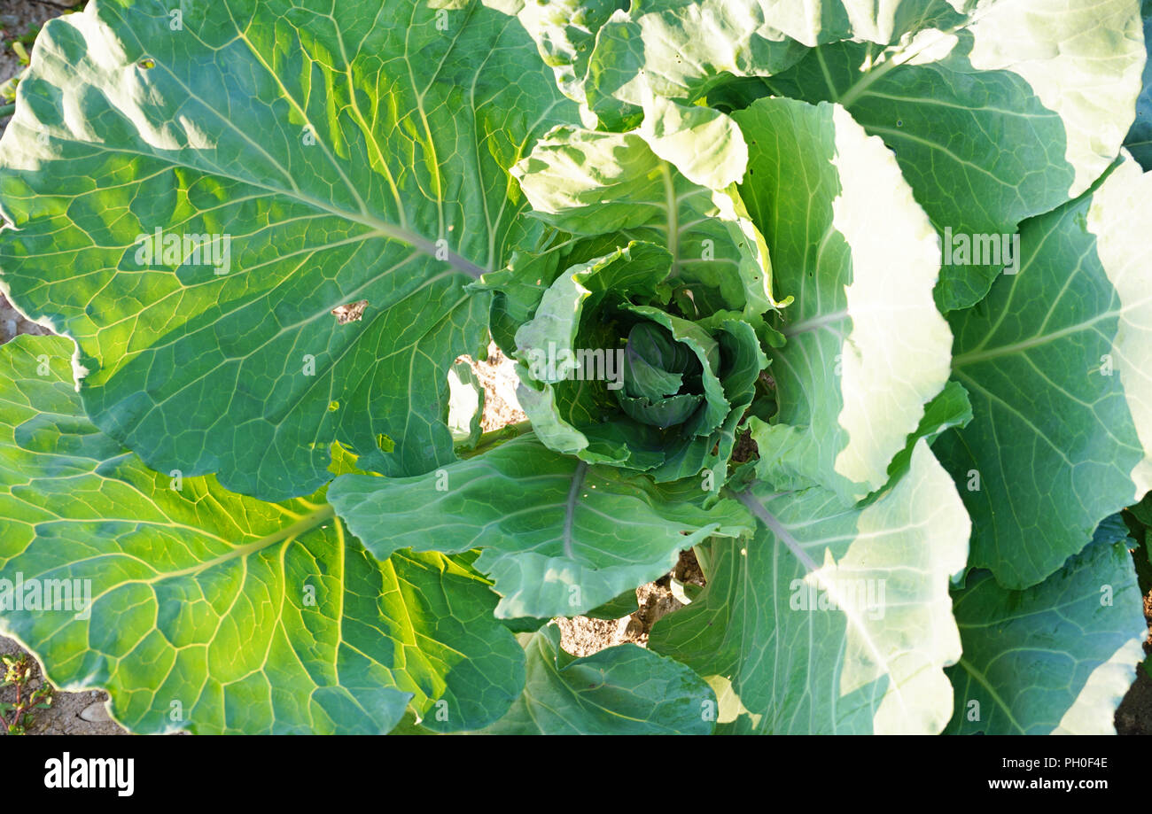 Cabbage Sun Prepare it for growing vegetables hi-res stock photography and images ...