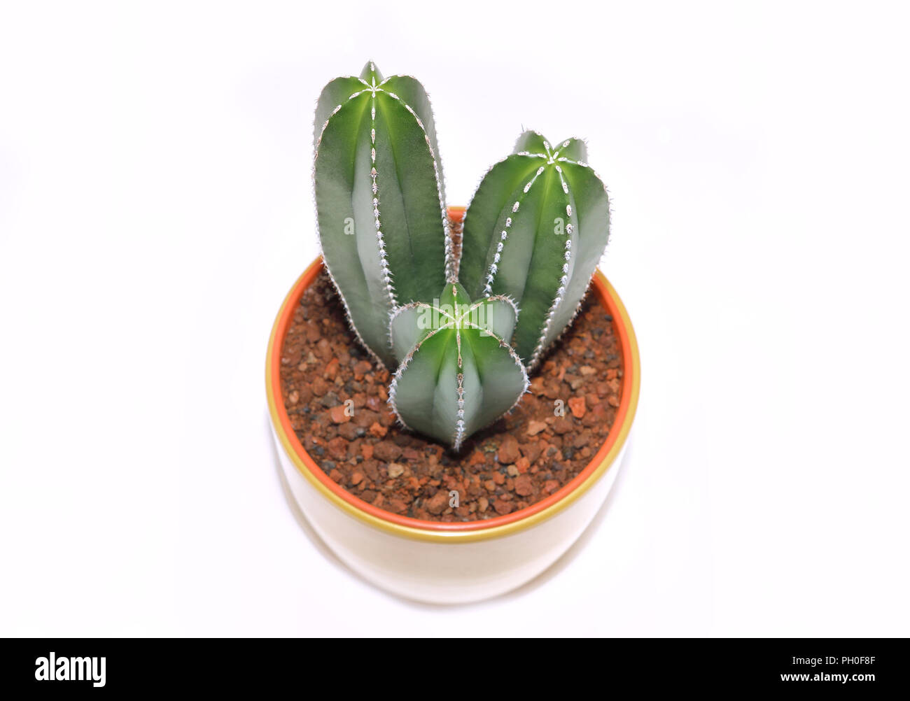 cactus in flower pot on white background Stock Photo - Alamy