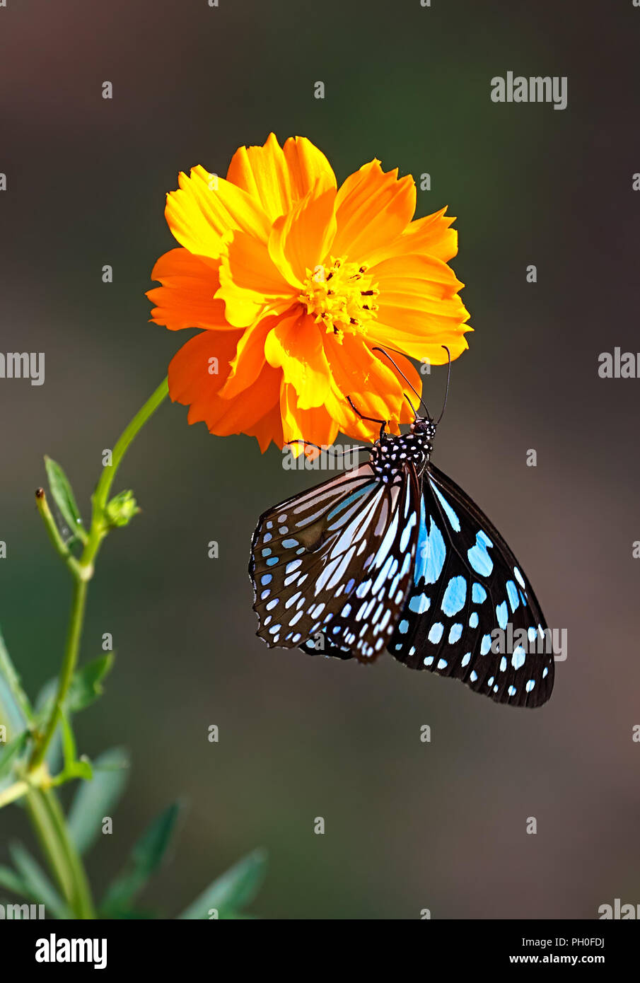 Blue tiger butterfly or Danaid Tirumala limniace hanging on an orange double Cosmos flower. Stock Photo