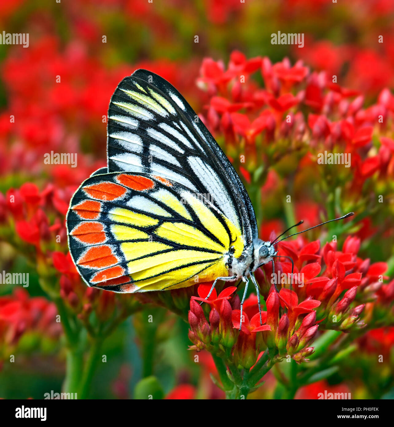 Delias eucharis or common Jezebel butterfly bathing in red flowers. Stock Photo