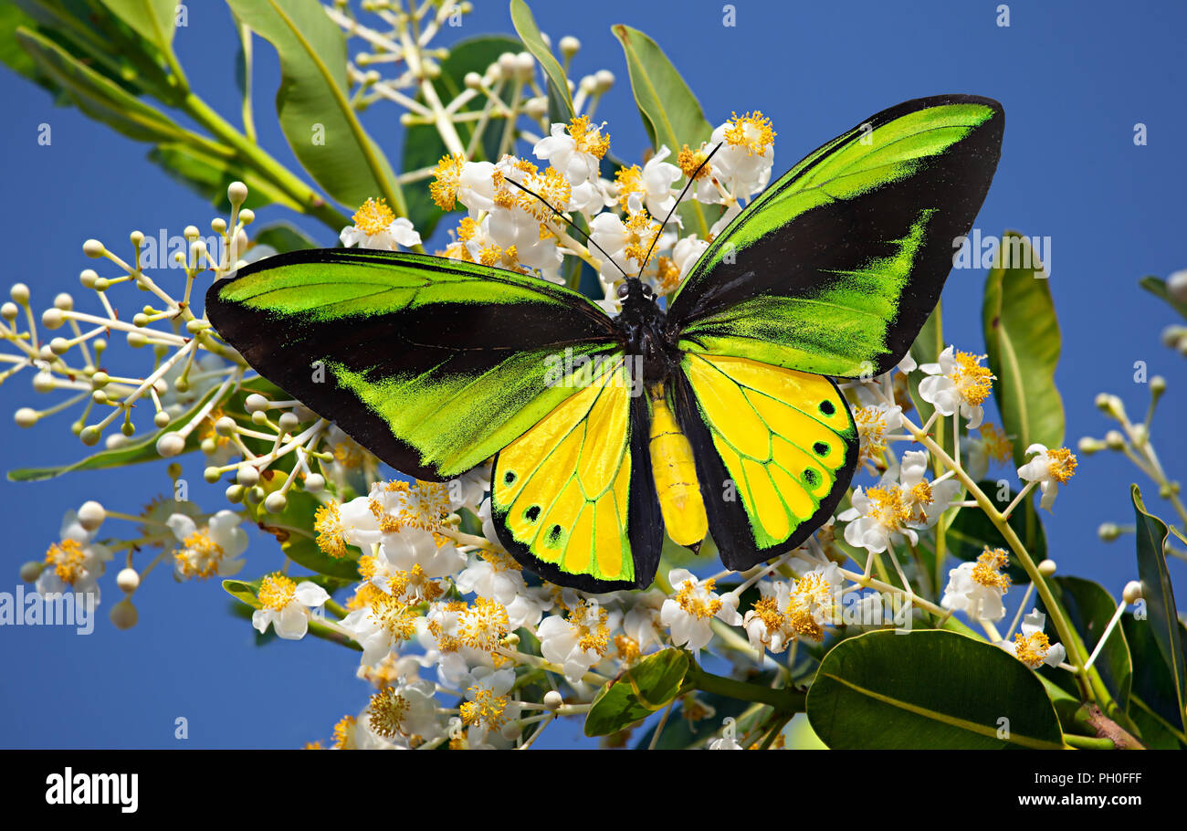 Butterfly Goliath birdwing or Ornithoptera goliath on the blossoming Alexandria laurel or Calophyllum inophyllum with the blue sky as the background Stock Photo