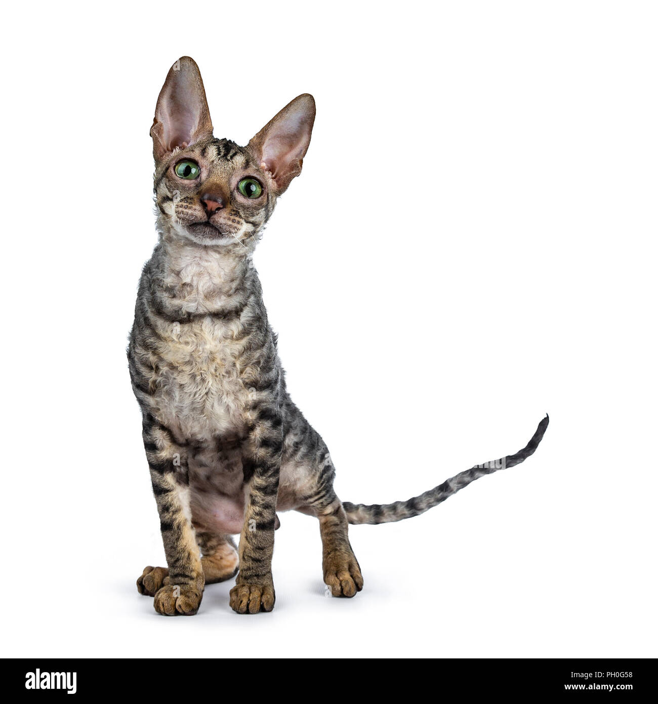 Black tabby Cornish Rex kitten standing facing front looking very curiously in lens with green eyes isolated on white background Stock Photo