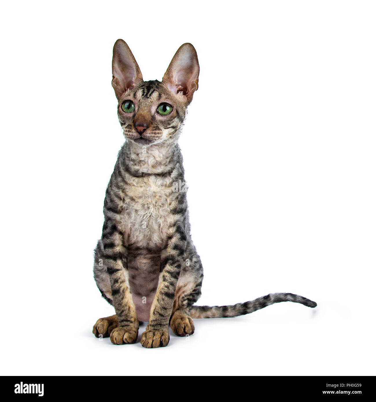 Black tabby Cornish Rex kitten sitting up looking to the side with green eyes isolated on white background Stock Photo