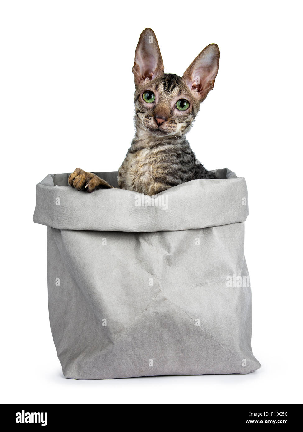 Black tabby Cornish Rex kitten sitting in grey paper bag, looking beside camera with green eyes isolated on white background Stock Photo