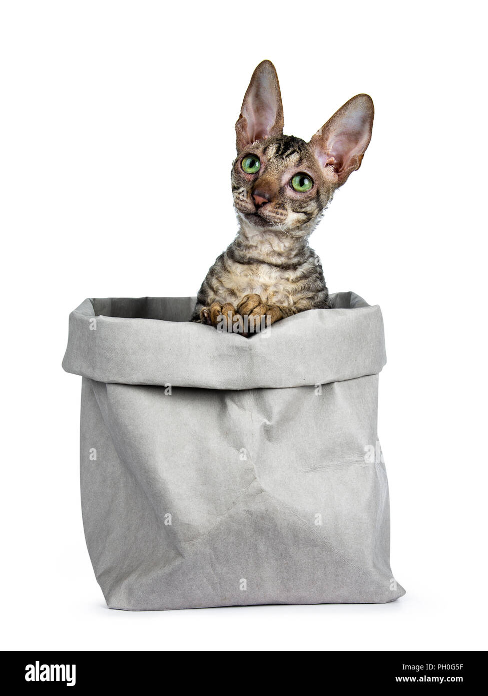 Black tabby Cornish Rex kitten sitting in grey paper bag, looking up with green eyes isolated on white background Stock Photo