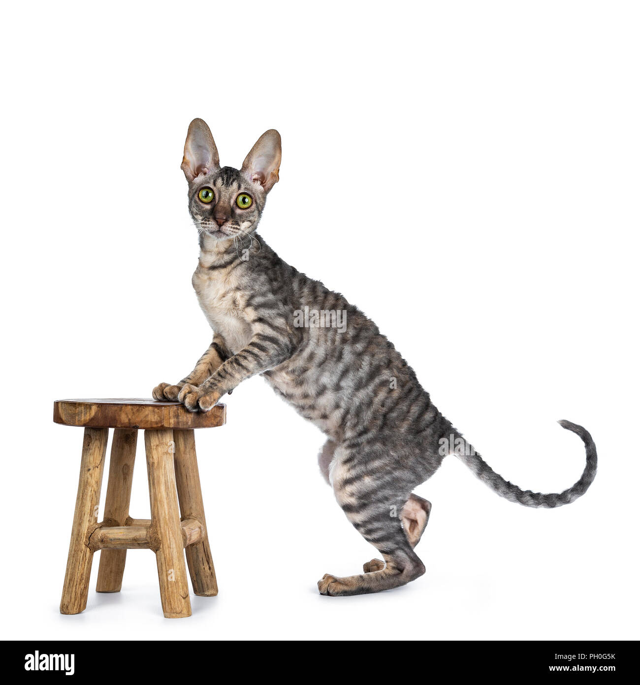 Blue tortie tabby Cornish Rex kitten standing side ways with front paws on little brown wooden stool, looking at camera isolated on white background Stock Photo