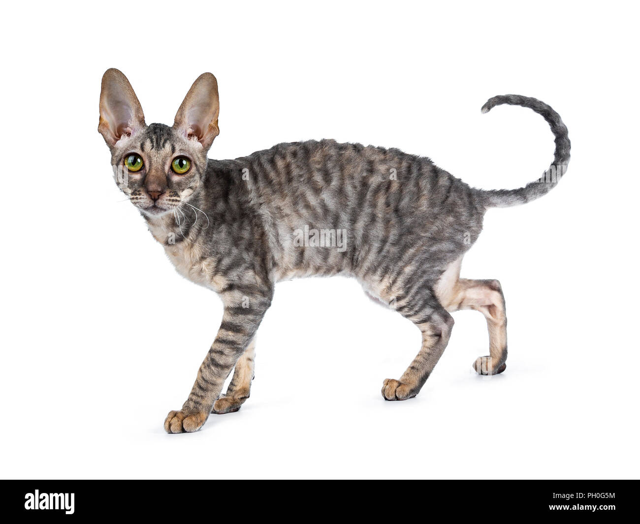 Blue tortie tabby Cornish Rex kitten walking / standing side ways, looking at camera isolated on white background Stock Photo